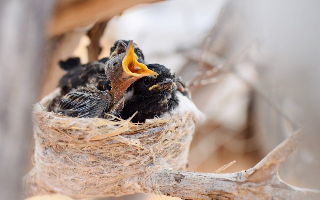 Aves caídas del nido ¿cómo actuar?